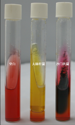 VRBA內的紅色小菌落，有可能是沙門氏菌？