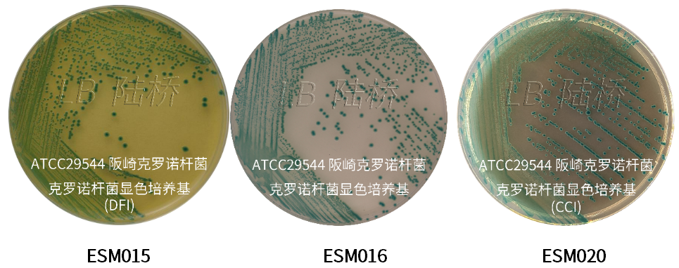 GB 4789.40-2024克羅諾桿菌檢驗標準變更解讀