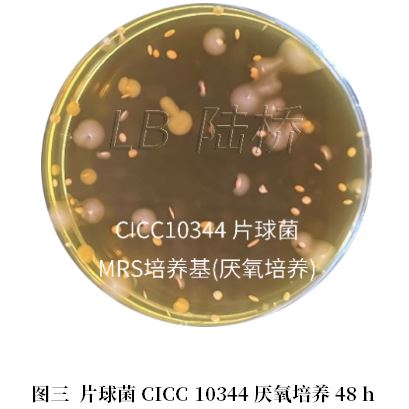 乳酸菌檢驗新角色——片球菌屬與魏茨曼氏菌屬 乳酸菌檢驗新角色——片球菌屬與魏茨曼氏菌屬